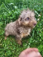 Beaglepoo puppies, a female Beagle for sale in Marietta, GA – Photo 2 of 4
