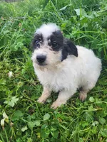 Beaglepoo puppies, a female Beagle for sale in Marietta, GA – Photo 3 of 4