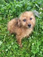 Beaglepoo puppies, a female Beagle for sale in Marietta, GA – Photo 4 of 4