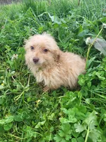 Beaglepoo puppies, a female Beagle for sale in Marietta, GA – Photo 1 of 4