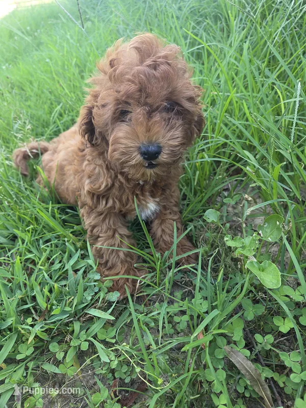 Card – Cavapoo puppy for sale in Marietta, GA
