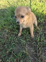 Alice , a female Chihuahua for sale in Marietta, GA – 2 of 3