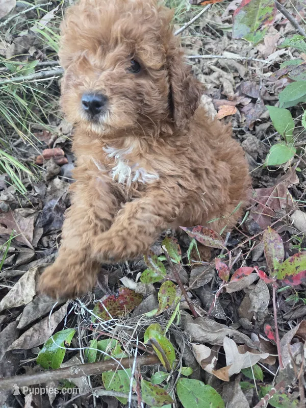 Camper – Cavapoo puppy for sale in Marietta, GA