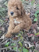 Camper, a male Cavapoo for sale in Marietta, GA – 1 of 1