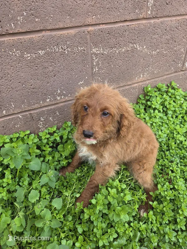 Cooper – Cavapoo puppy for sale in Marietta, GA