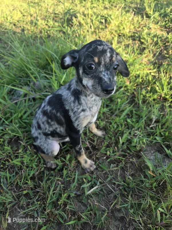 Archie – Chihuahua puppy for sale in Marietta, GA