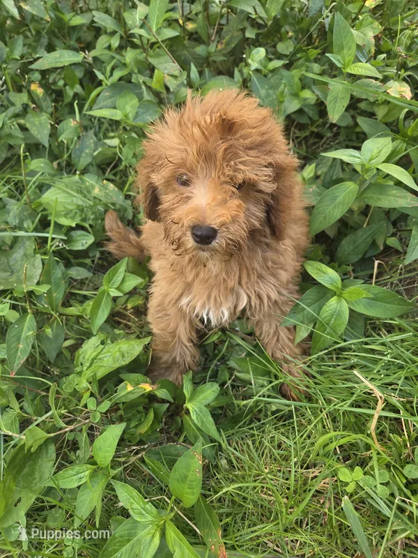 Cliff – Cavapoo puppy for sale in Marietta, GA