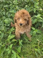 Cliff, a male Cavapoo for sale in Marietta, GA – 1 of 1
