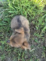 Amy, a female Chihuahua for sale in Marietta, GA – 2 of 2