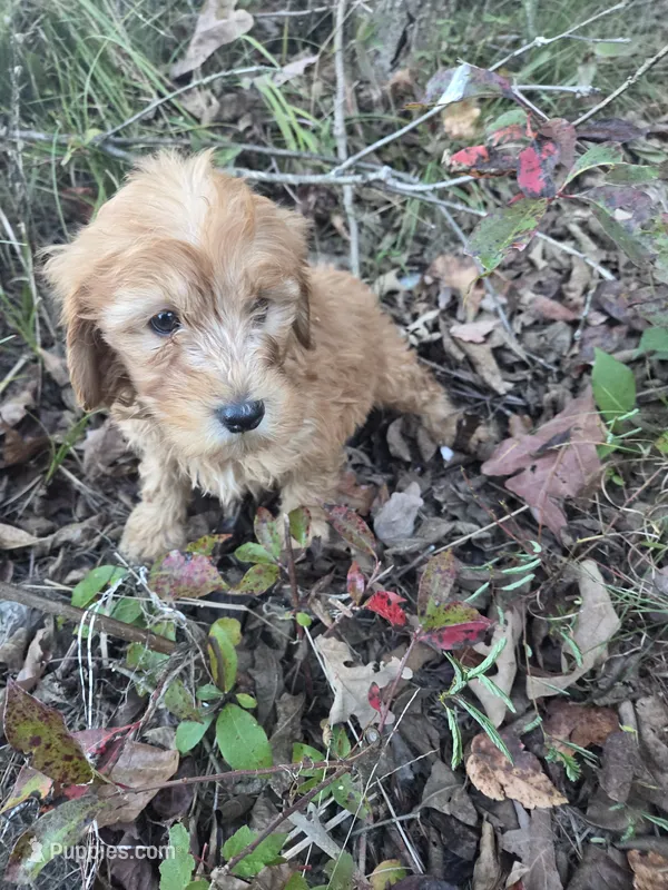Champ – Cavapoo puppy for sale in Marietta, GA