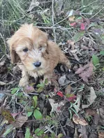 Champ, a male Cavapoo for sale in Marietta, GA – 1 of 1
