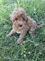 Cindy , a female Cavapoo for sale in Marietta, GA – 3 of 4