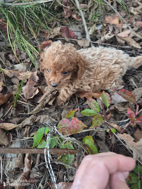 Curt  – Cavapoo puppy for sale in Marietta, GA