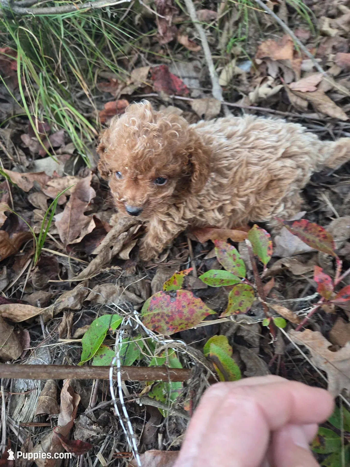 Curt , a male Cavapoo for sale in Marietta, GA – 1 of 1