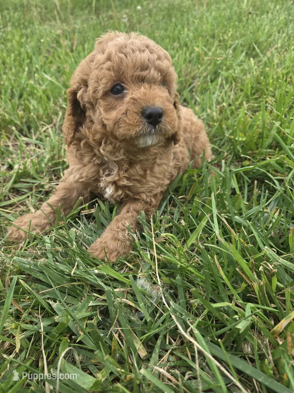 Chance  – Cavapoo puppy for sale in Marietta, GA