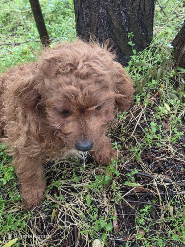 Hercules  – Cockapoo puppy for sale in Marietta, GA