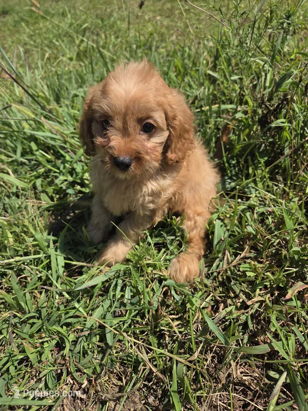 Circuit  – Cavapoo puppy for sale in Marietta, GA