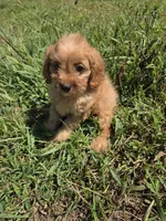 Circuit , a male Cavapoo for sale in Marietta, GA – 1 of 1