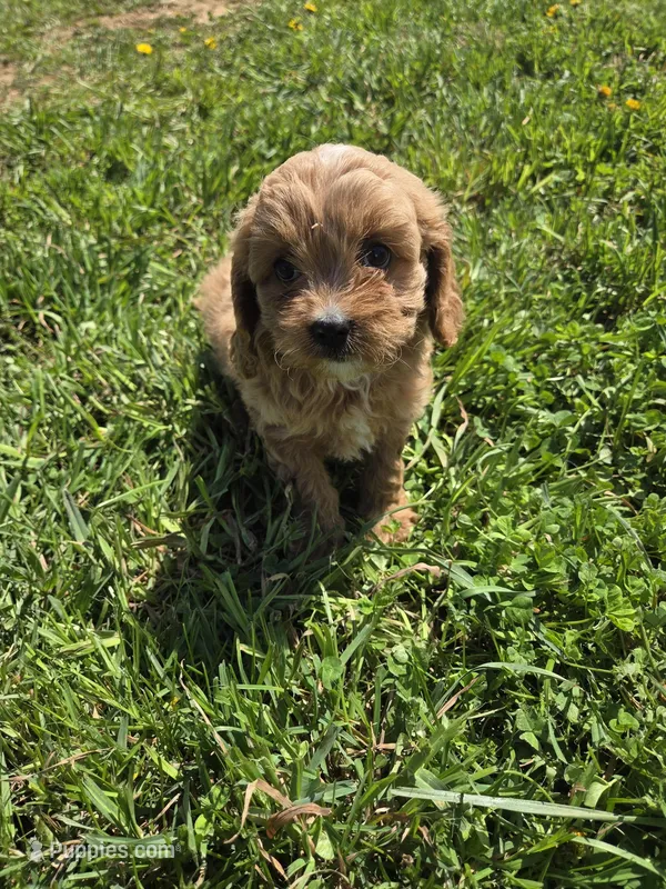 Cece – Cavapoo puppy for sale in Marietta, GA