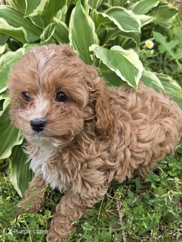 Cece – Cavapoo puppy for sale in Marietta, GA