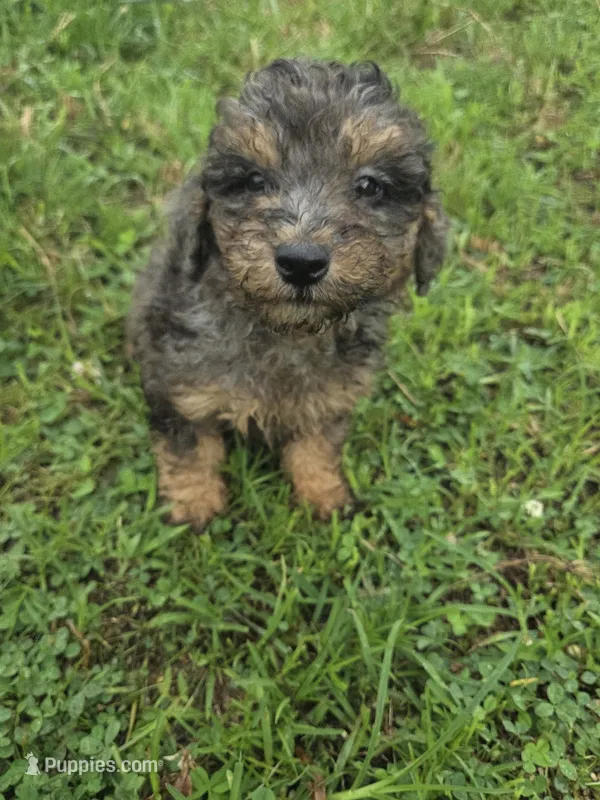 Grand – Miniature Goldendoodle puppy for sale in Marietta, GA