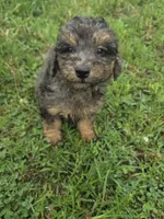 Grand, a male Miniature Goldendoodle for sale in Marietta, GA – 1 of 2