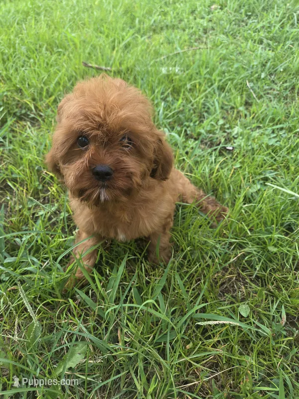 Connie – Cavapoo puppy for sale in Marietta, GA