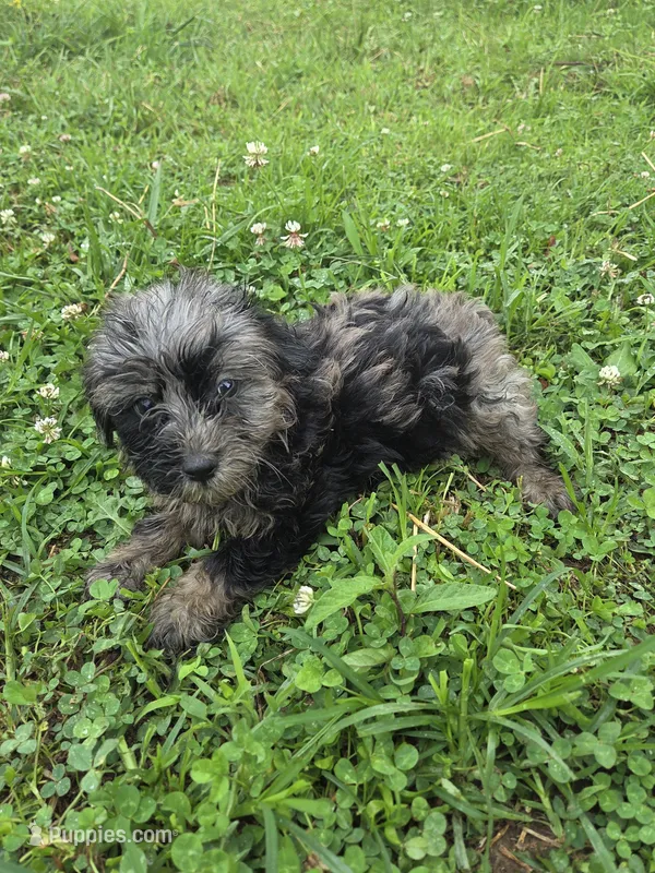 Gladase – Miniature Goldendoodle puppy for sale in Marietta, GA