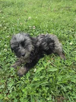 Gladase, a female Miniature Goldendoodle for sale in Marietta, GA – 1 of 1