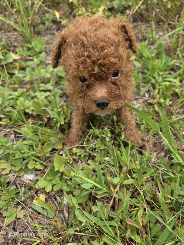 Central  – Cavapoo puppy for sale in Marietta, GA