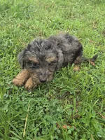 Grand, a male Miniature Goldendoodle for sale in Marietta, GA – 2 of 2