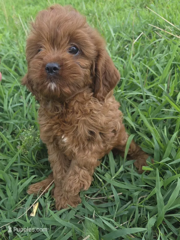 Connie – Cavapoo puppy for sale in Marietta, GA