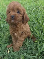 Connie, a female Cavapoo for sale in Marietta, GA – 1 of 1