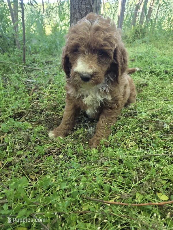 Gabby  – Miniature Goldendoodle puppy for sale in Marietta, GA