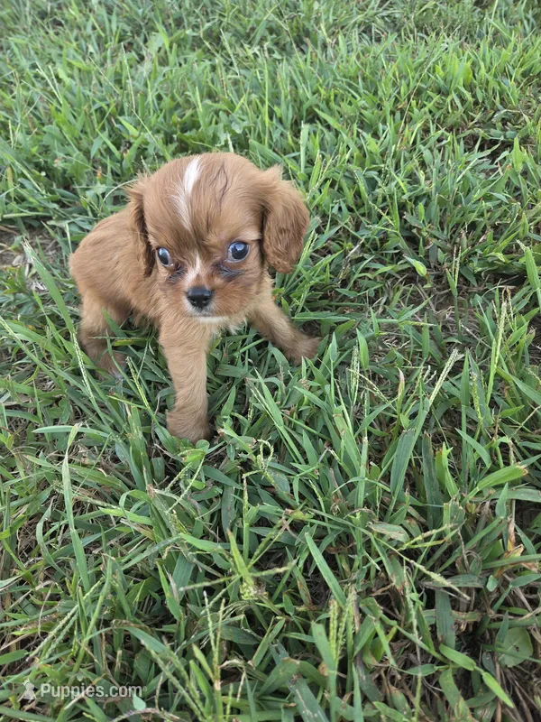 Kent – Cavalier King Charles Spaniel puppy for sale in Marietta, GA