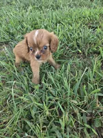 Kent, a male Cavalier King Charles Spaniel for sale in Marietta, GA – 1 of 1