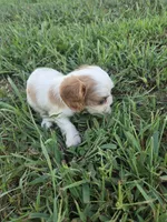 Katie , a female Cavalier King Charles Spaniel for sale in Marietta, GA – 3 of 3