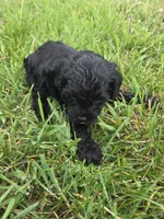 Clark, a male Cavapoo for sale in Marietta, GA – Photo 3 of 3