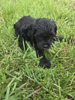 Clark, a male Cavapoo for sale in Marietta, GA – Photo 2 of 3