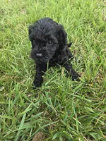 Clark, a male Cavapoo for sale in Marietta, GA – Photo 1 of 3