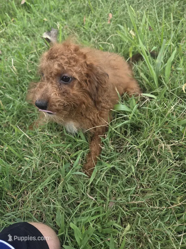Glenda  – Miniature Goldendoodle puppy for sale in Marietta, GA