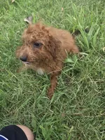 Glenda , a female Miniature Goldendoodle for sale in Marietta, GA – 1 of 1