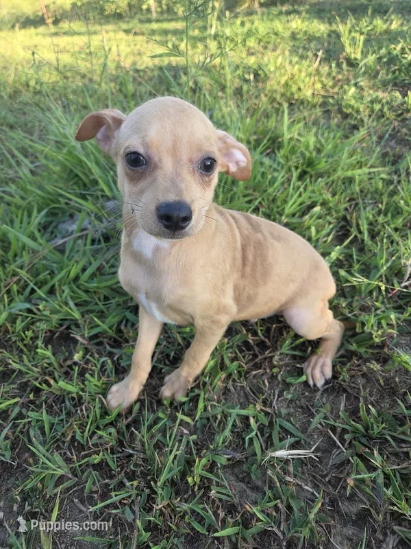 Alvin  – Chihuahua puppy for sale in Marietta, GA