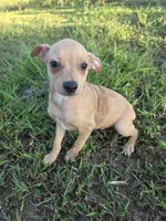Alvin , a male Chihuahua for sale in Marietta, GA – 1 of 1