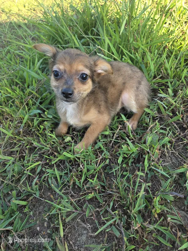 Amy – Chihuahua puppy for sale in Marietta, GA