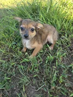 Amy, a female Chihuahua for sale in Marietta, GA – 1 of 2