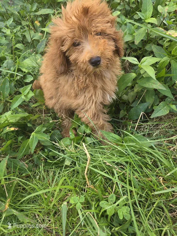 Gidget  – Miniature Goldendoodle puppy for sale in Marietta, GA