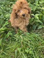 Gidget , a female Miniature Goldendoodle for sale in Marietta, GA – 1 of 1