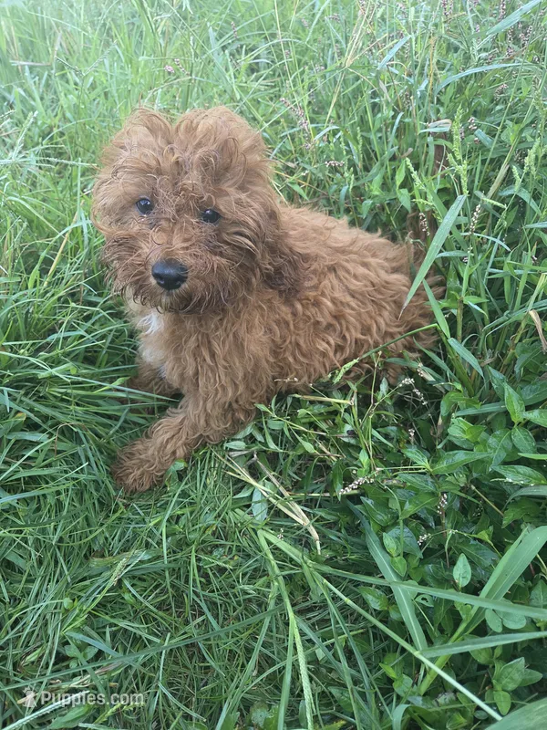 Card – Cavapoo puppy for sale in Marietta, GA