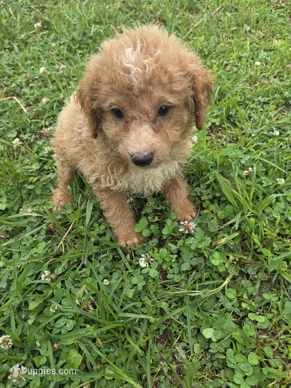 Geronimo  – Miniature Goldendoodle puppy for sale in Marietta, GA